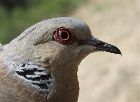 Its effects are most notable in domestic poultry due to their. Las tórtolas del parque de Huelin de Málaga tienen el ...
