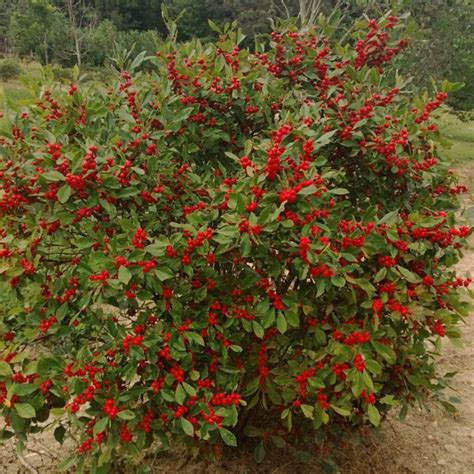 Ilex Little Goblin Red Female Winterberry Sugar Creek Gardens