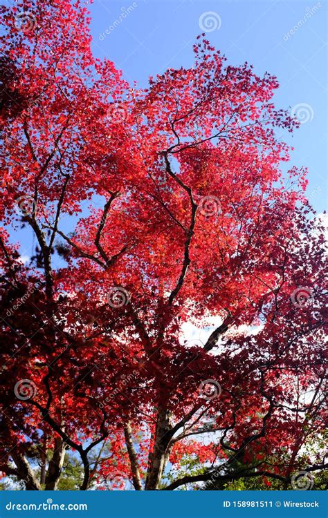 Vertical Shot Of Red Leafed Trees With A Clear Sky In The Background At