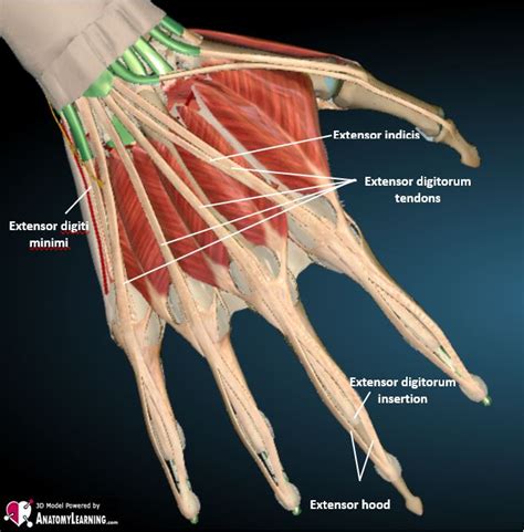 Extensor Tendons At Wrist Anatomy Posterior Dorsal Vi