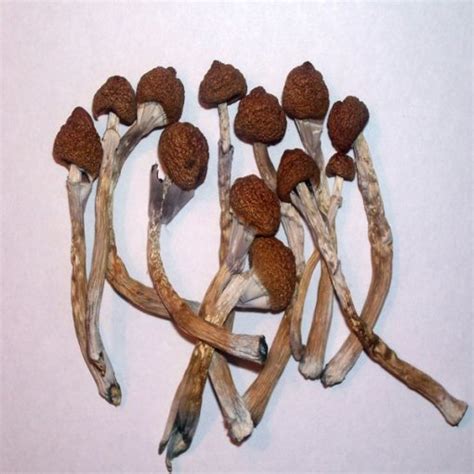 Buy Psilocybe Cubensis Buy Dried Magic Mushrooms Online Psilocybin