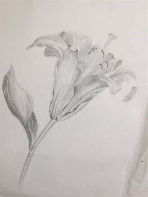Study Of A Flower Drawing By Irina Orlova Saatchi Art
