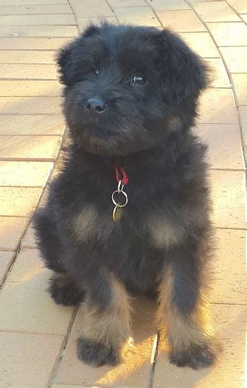 List Of Chow Chow Mix Breed Dogs