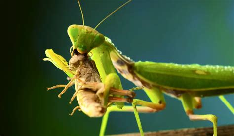 What Do Praying Mantis Eat Exploration Squared
