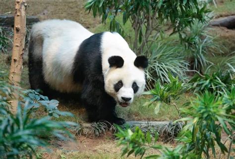 Morto An An Il Panda Gigante Più Anziano Vissuto In Cattività