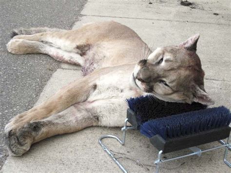 Southern Minnesota Man Pleads Guilty To Fatally Shooting Cougar Last Fall Twin Cities