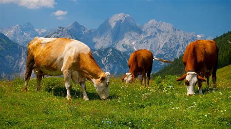 Three Brown And White Cattle The Sky Grass Landscape Mountains Cow