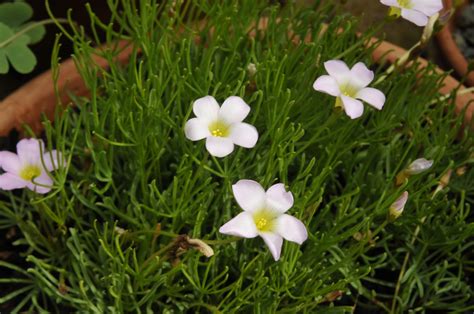 You can also force potted oxalis bulbs indoors before moving them out to the garden by placing them in bright light in a room with cool temperatures (about 55° to 60°f). Growing with plants: Rare Bulbous Oxalis Species