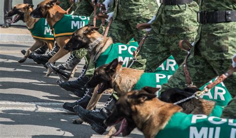 Conozca La Policía Militar Mexicana Revista Seguridad 360 2023