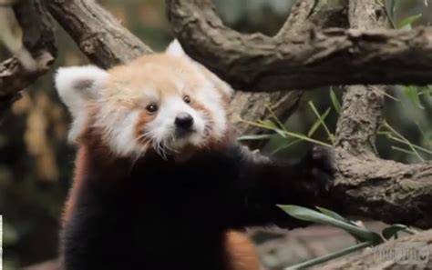 Two Sets Of Red Panda Cubs Debut At Nyc Zoos Video Nature World News