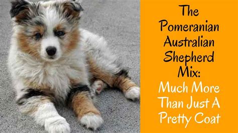 australian shepherd mix with pomeranian
