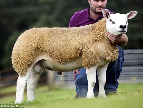 Sheep Becomes Worlds Most Expensive When It Sells For £365000