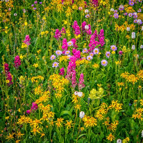 View Photographs Of San Juan Mountain Wildflowers