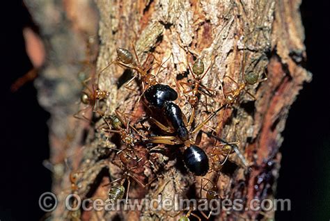Green Tree Ants Attacking Bull Ant Photo Image