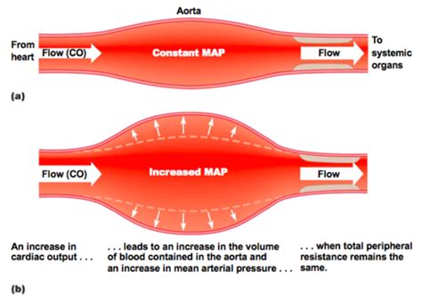 Blood Pressure Homeostasis Flashcards Quizlet