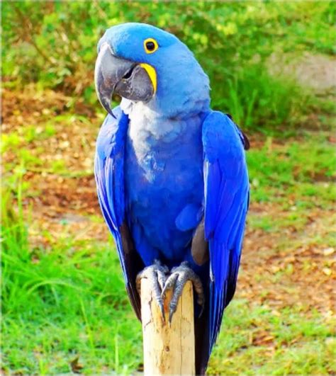 Hyacinth Macaw Tropical Birds Colorful Birds Macaw Parrot For Sale