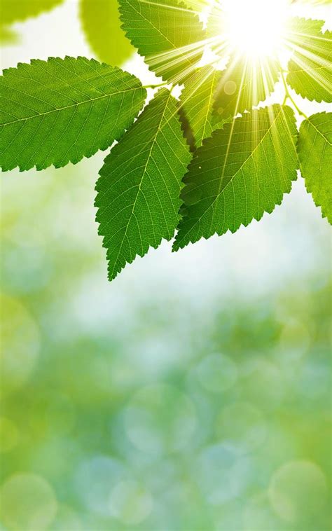 We did not find results for: 14+ Background Warna Hijau Daun - Rudi Gambar