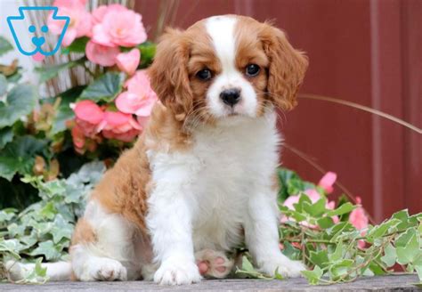 View our wide variety of dogs and puppies for sale at petland dallas, texas pet store! Frankie (With images) | Spaniel puppies for sale, Spaniel ...
