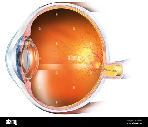 Artificial Eye 3d Retina Cut Out Stock Images And Pictures Alamy