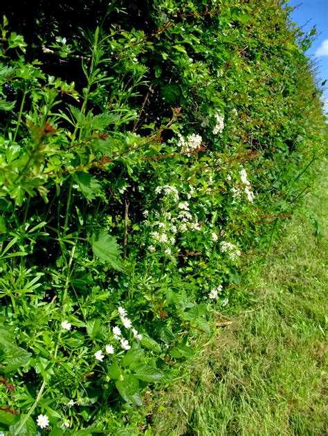 Peter Lovetts Ramblings Four Beautiful White Flowers In A Hedgerow
