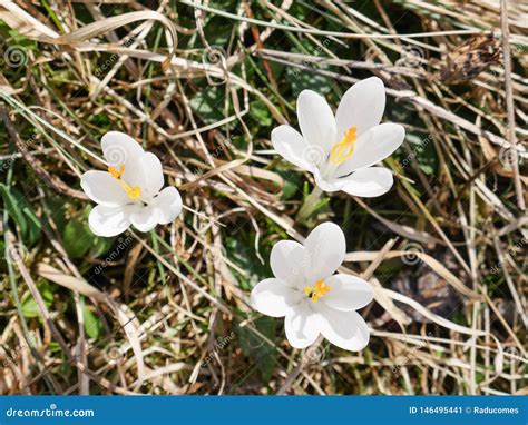 Three White Early Spring Flowers Within Trimmed Grass Stock Image