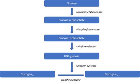Carbohydrate Metabolism In The Liver Glycogenesis Teachmephysiology