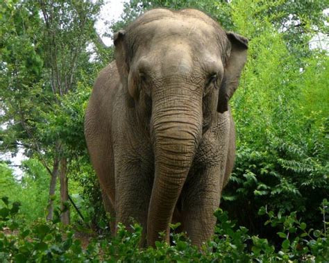Elefante AsiÁtico Características Qué Come Dónde Vive