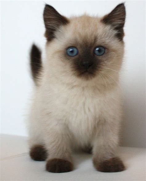 A Small Kitten With Blue Eyes Sitting Down