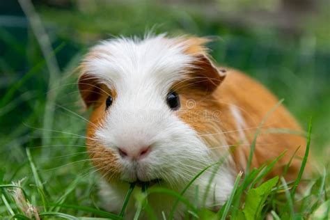 White Brown Guinea Pig Stock Image Image Of Beautiful 152860493