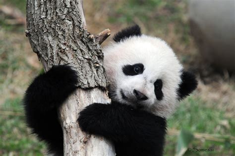 48 Cute Baby Panda Wallpapers Wallpapersafari