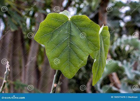 Green Leaf And Trees Stock Photo Image Of Tradition 102571670