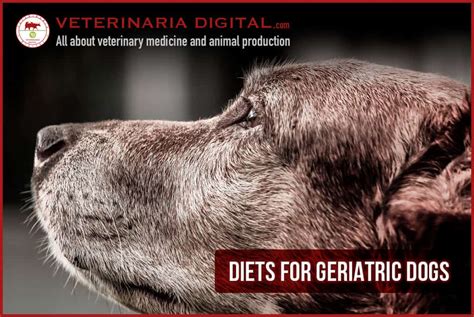 Diets For Geriatric Dogs Specificities Of Senior Dogs