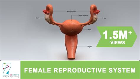 The female reproductive system also facilitates the. The Female Reproductive System of Human - YouTube