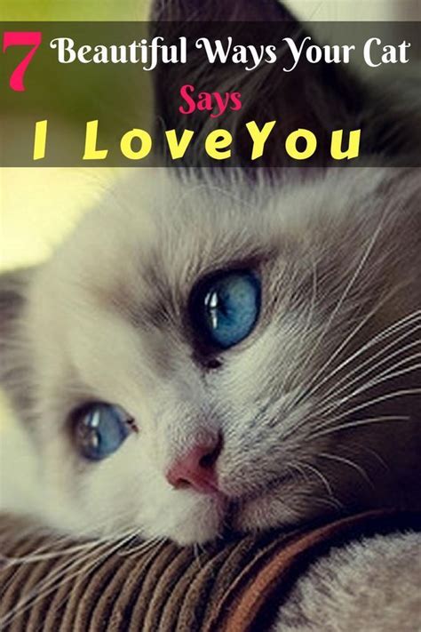 7 Beautiful Ways Your Cat Says I Love You Yur T Wll Ftn Shw Ts Fftn Fr