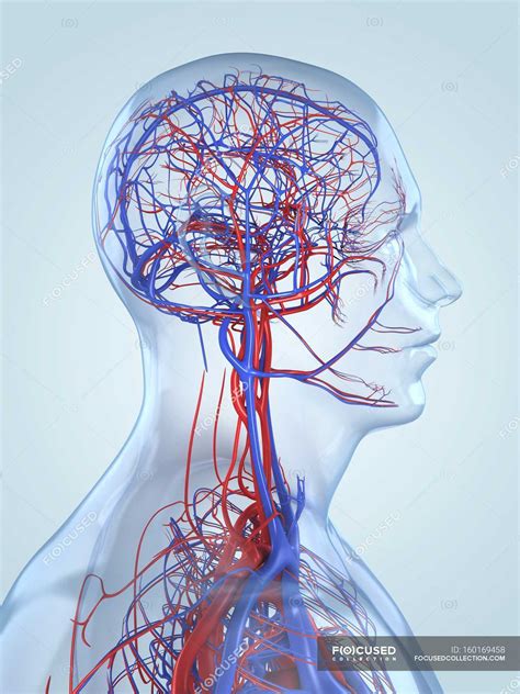 Blood Vessel Network Of Human Head And Brain — Human Representation