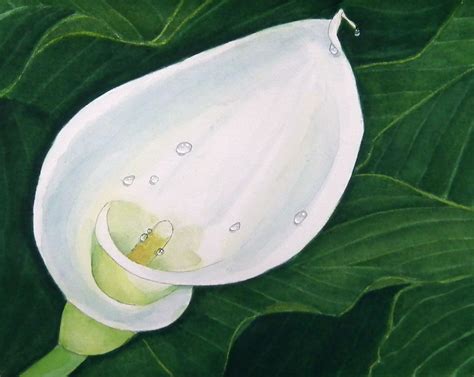 Life Of Calla Lilies 6 My Watercolor Painting From A Reference Photo