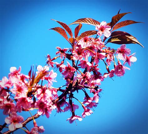 Free Images Flowering Plant Flower Spring Tree Blossom Organism