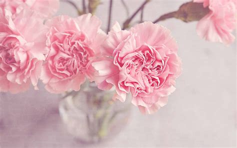 Light Pink Carnation Flowers Macbook Pro Wallpaper