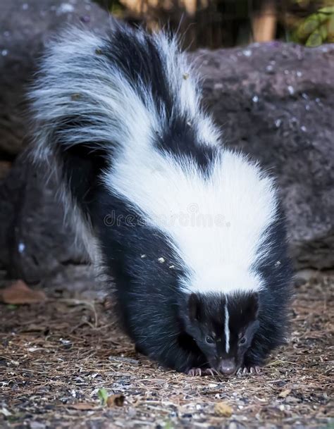 Skunk Tail End Log Grass Defensive Stock Photo Image Of Black White