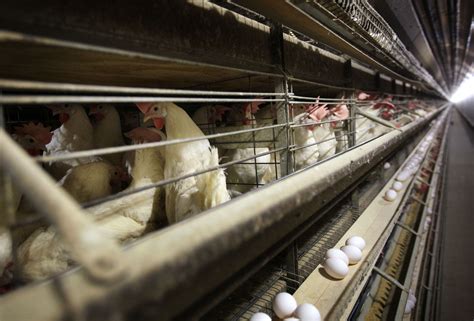 Bird Flu Found At Tennessee Chicken Farm Affiliated With Tyson Foods Wsj