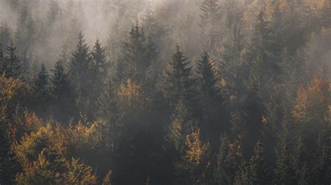 Download Wallpaper 1920x1080 Forest Fog Trees Pines Aerial View