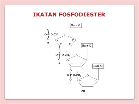 PPT - DNA dan RNA UNIT STRUKTURAL DALAM SEL PowerPoint Presentation
