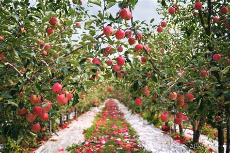 Korea Apple Orchard Photo Shoot