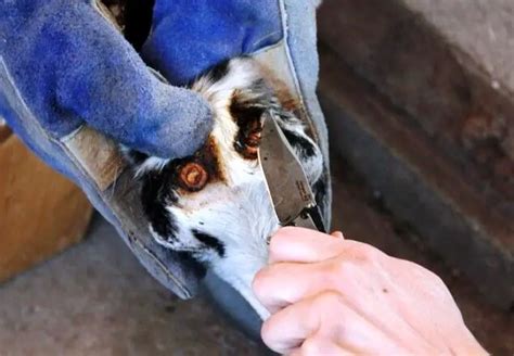 Dehorning Goats All You Need To Know Sand Creek Farm