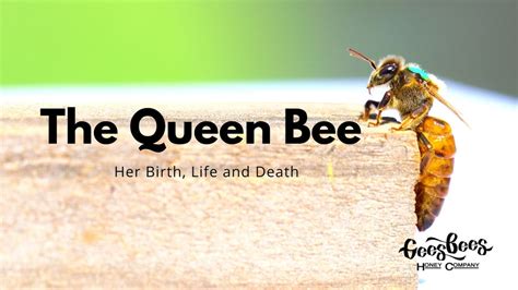 The Murder Of A Queen Bee Policíacas