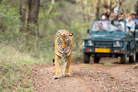 How To Participate In Tiger Conservation In India