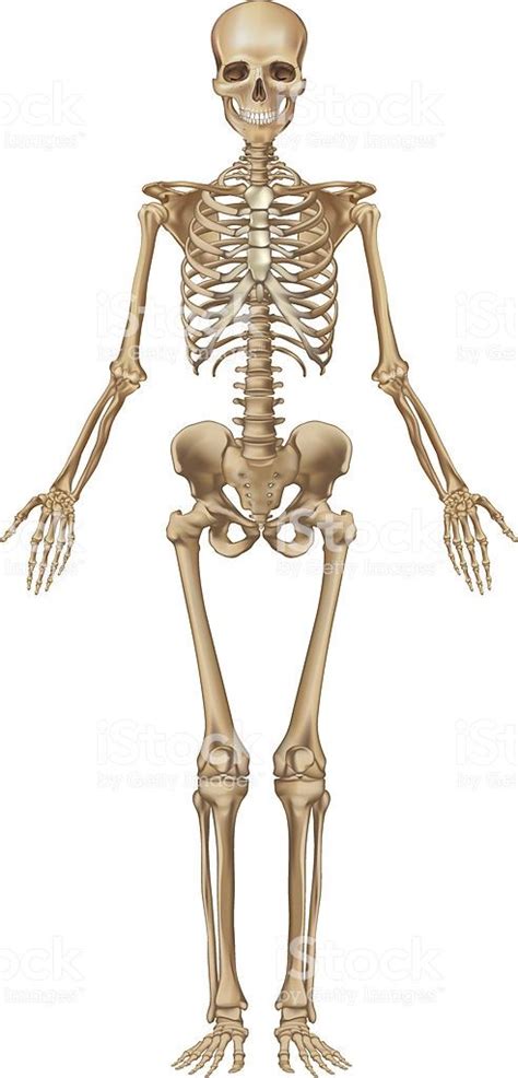 Esqueleto Humano Vista De Frente Ilustración De Esqueleto Humano Vista