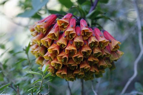 Unusual Flowers 15 Crazy Looking Flowers From Around The World