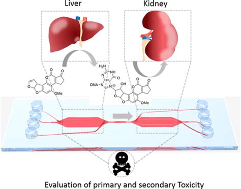 Liver Kidney On Chip To Study Toxicity Of Drug Metabolites Acs
