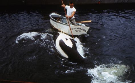 How One Mans Obsessive Orca Hunt Left A Legacy Of Controversy And